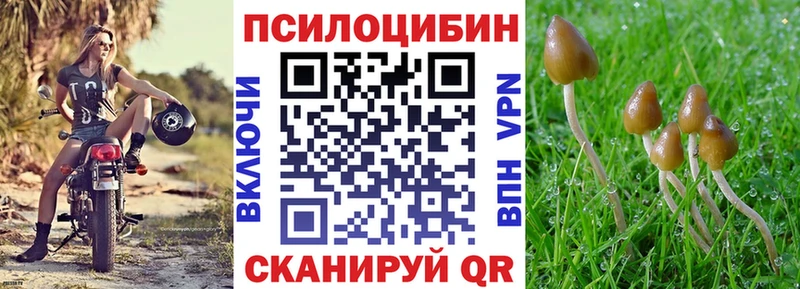 Псилоцибиновые грибы Psilocybe Сергач
